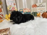 Ava, a female Yorkipoo for sale in Spencerville, IN – 5 of 7