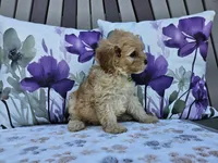 Ranger, a male Cavapoo for sale in Spencerville, IN – 4 of 9