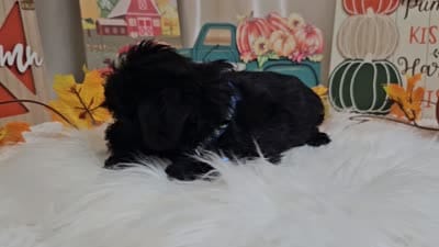 Ace, a male Yorkipoo for sale in Spencerville, IN – 6 of 6