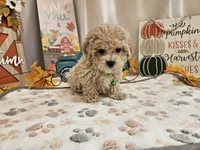 Charlie Ray, a male Maltipoo for sale in Spencerville, IN – 2 of 10