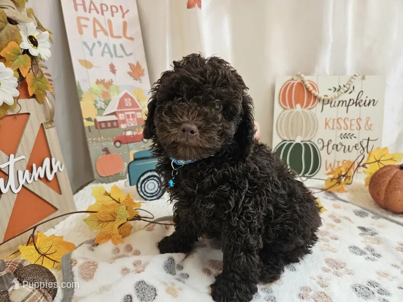 Arnold – Poodle - Miniature  puppy for sale in Spencerville, IN