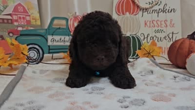 Arnold, a male Poodle - Miniature  for sale in Spencerville, IN – 9 of 9