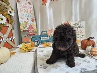 AJ, a male Poodle - Miniature  for sale in Spencerville, IN – 4 of 6