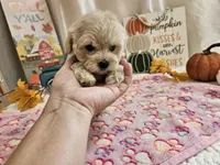 Lisa, a female Maltipoo for sale in Spencerville, IN – 6 of 10