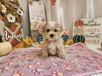 Cupcake Sue, a female Maltipoo for sale in Spencerville, IN – 5 of 9