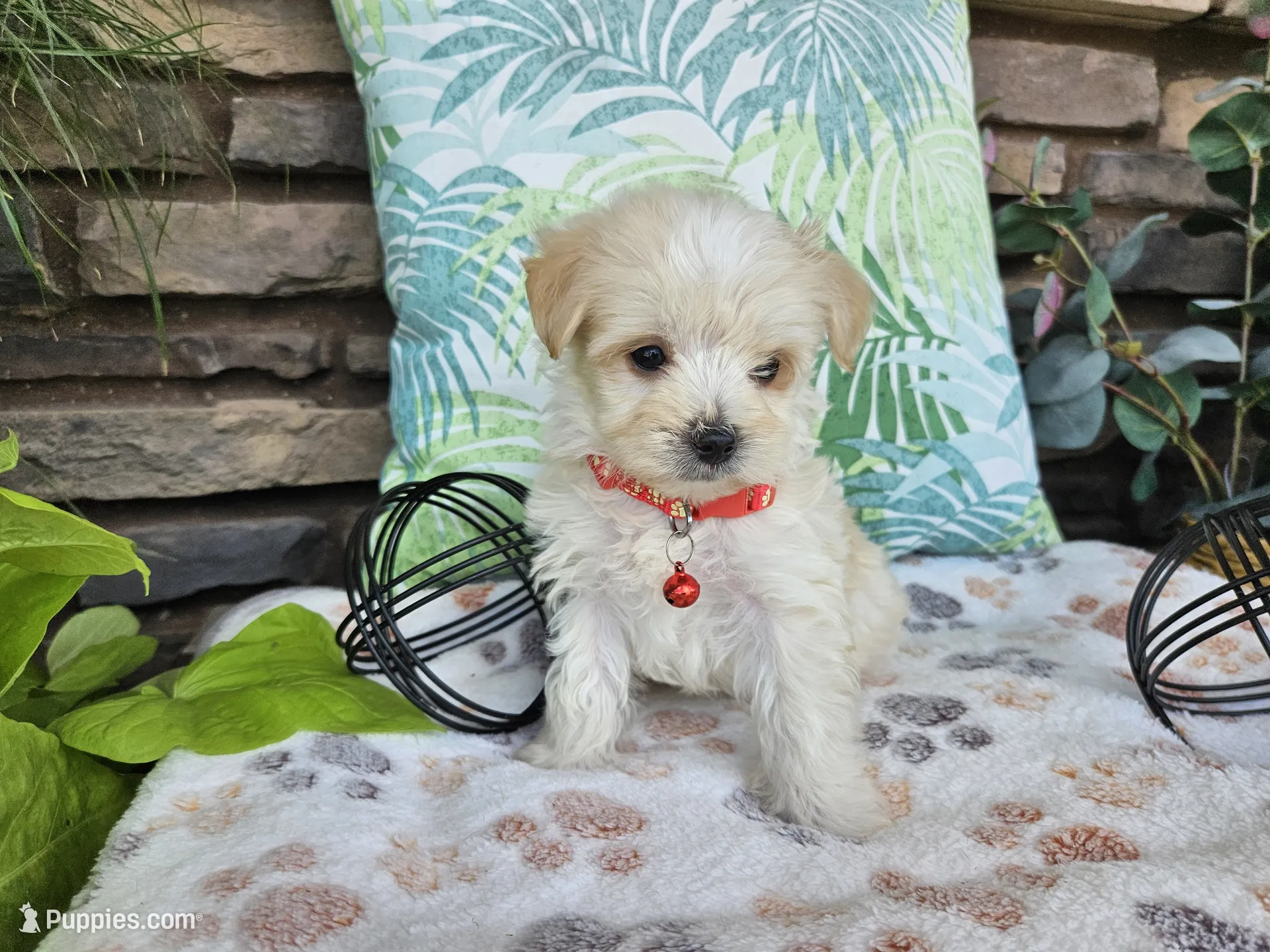 maripooh　0823 Mario – Maltipoo Puppy for Sale in Spencerville, IN | Puppies.com