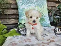 Mario, a male Maltipoo for sale in Spencerville, IN – 5 of 8