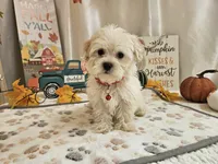 Carlo Lynne, a male Maltipoo for sale in Spencerville, IN – 2 of 10