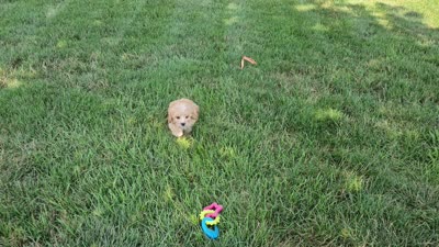 Ruger, a male Cavapoo for sale in Spencerville, IN – 6 of 6