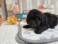 Arnold, a male Poodle - Miniature  for sale in Spencerville, IN – 5 of 9