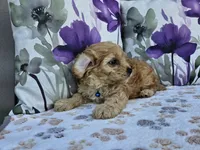 Rex, a male Cavapoo for sale in Spencerville, IN – 2 of 7
