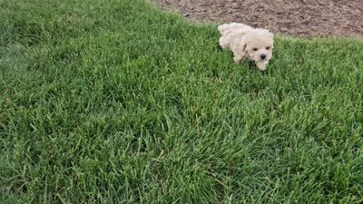 Milo, a male Maltipoo for sale in Spencerville, IN – 10 of 10