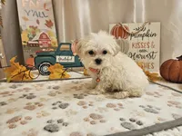 Carson Wayne, a male Maltipoo for sale in Spencerville, IN – 6 of 10