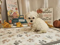 Carson Wayne, a male Maltipoo for sale in Spencerville, IN – 7 of 10