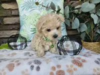Milo, a male Maltipoo for sale in Spencerville, IN – 9 of 10