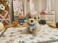 Cody Jay, a male Maltipoo for sale in Spencerville, IN – 2 of 10