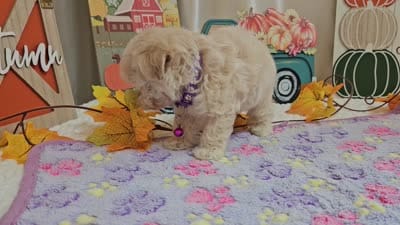 Lucy, a female Maltipoo for sale in Spencerville, IN – 9 of 9