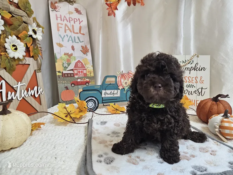 AJ – Poodle - Miniature  puppy for sale in Spencerville, IN