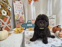 AJ, a male Poodle - Miniature  for sale in Spencerville, IN – 1 of 6