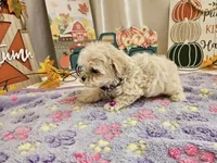 Lucy, a female Maltipoo for sale in Spencerville, IN – 8 of 9