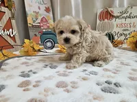 Landon, a male Maltipoo for sale in Spencerville, IN – 4 of 9