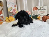 Ace, a male Yorkipoo for sale in Spencerville, IN – 5 of 6
