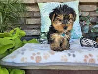 Striker, a male Yorkshire Terrier for sale in Spencerville, IN – 3 of 7