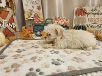 Carson Wayne, a male Maltipoo for sale in Spencerville, IN – 3 of 10