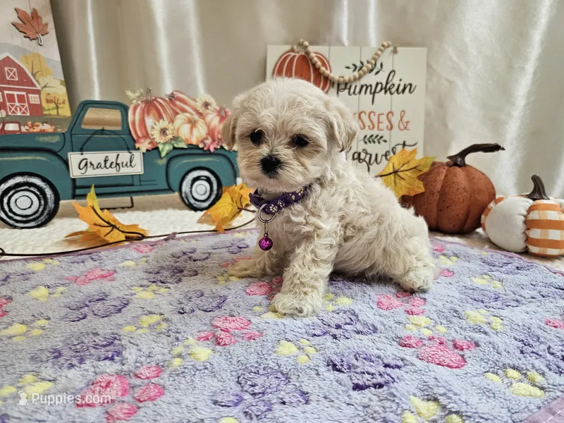 Lucy – Maltipoo puppy for sale in Spencerville, IN