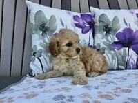 Ranger, a male Cavapoo for sale in Spencerville, IN – 6 of 9