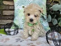Milo, a male Maltipoo for sale in Spencerville, IN – 3 of 10