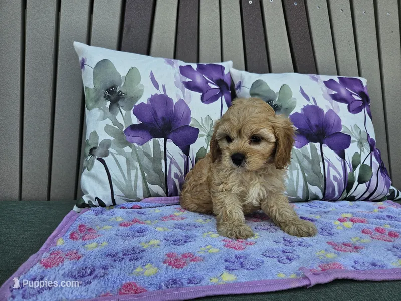Rosebud – Cavapoo puppy for sale in Spencerville, IN