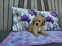 Rosebud, a female Cavapoo for sale in Spencerville, IN – 1 of 6