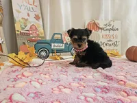Molly, a female Yorkshire Terrier for sale in Spencerville, IN – 5 of 7