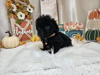 Arlo, a male Yorkipoo for sale in Spencerville, IN – 3 of 7