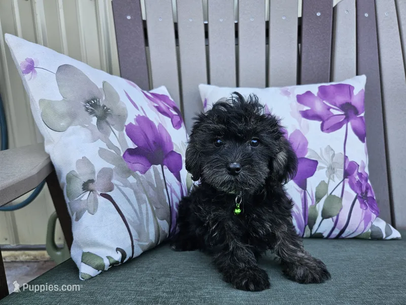 Andy – Yorkipoo puppy for sale in Spencerville, IN