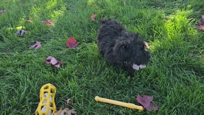 Anise, a female Yorkipoo for sale in Spencerville, IN – 9 of 9