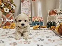 Landon, a male Maltipoo for sale in Spencerville, IN – 7 of 9