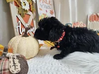 Aden, a male Yorkipoo for sale in Spencerville, IN – 5 of 7