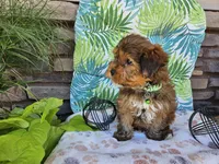 Simba, a male Yorkshire Terrier for sale in Spencerville, IN – 4 of 6