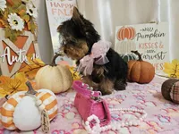 Molly, a female Yorkshire Terrier for sale in Spencerville, IN – 4 of 10