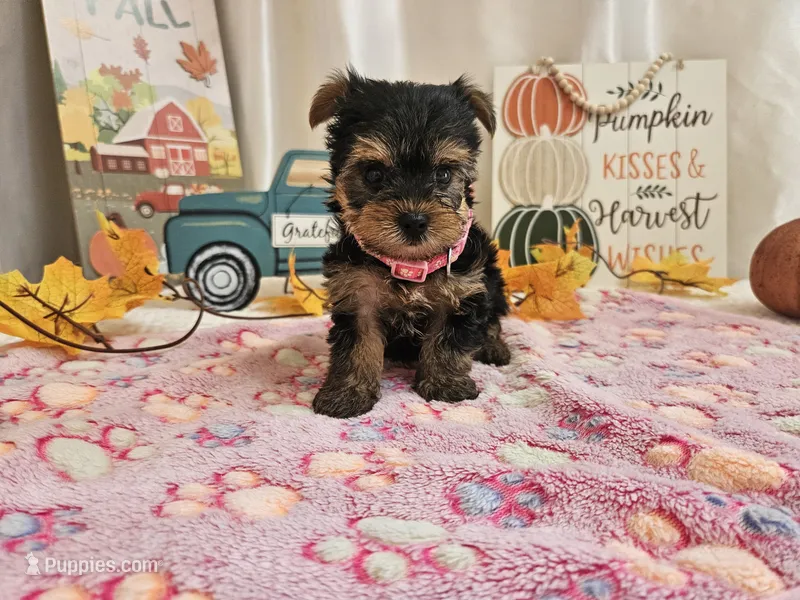 Molly – Yorkshire Terrier puppy for sale in Spencerville, IN