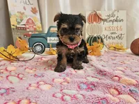 Molly, a female Yorkshire Terrier for sale in Spencerville, IN – 1 of 7