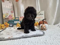 Armstrong, a male Poodle - Miniature  for sale in Spencerville, IN – 6 of 9