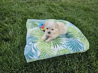 Mario, a male Maltipoo for sale in Spencerville, IN – 7 of 8