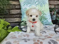 Mario, a male Maltipoo for sale in Spencerville, IN – 1 of 8