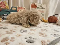 Charlie Ray, a male Maltipoo for sale in Spencerville, IN – 7 of 10