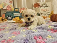 Lucy, a female Maltipoo for sale in Spencerville, IN – 7 of 9