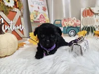 Anna, a female Yorkipoo for sale in Spencerville, IN – 3 of 7