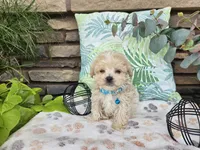 Micah, a male Maltipoo for sale in Spencerville, IN – 4 of 7